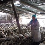 Saragul in the greenhouse